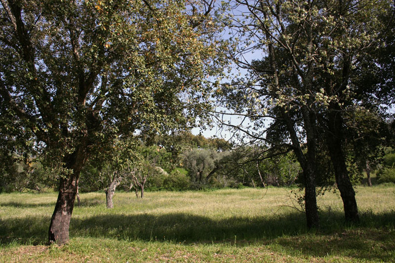 Naturaleza alrededor de la Casa Rural La Macera