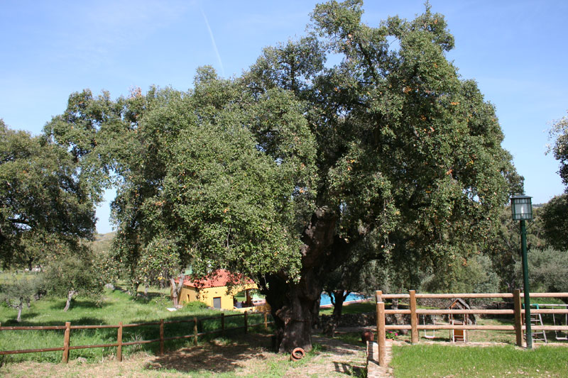 Naturaleza alrededor de la Casa Rural La Macera